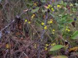 Bupleurum brachiatum