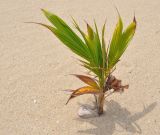 Cocos nucifera. Молодое растение. Таиланд, остров Пханган. 22.06.2013.