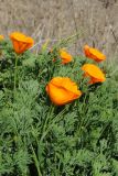 Eschscholzia californica