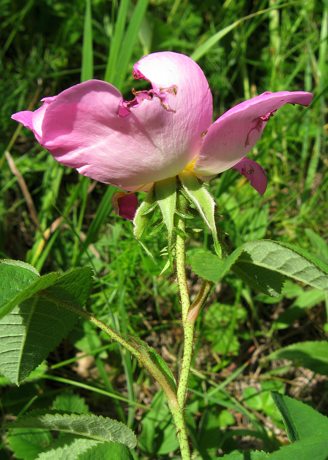 Изображение особи Rosa gallica.