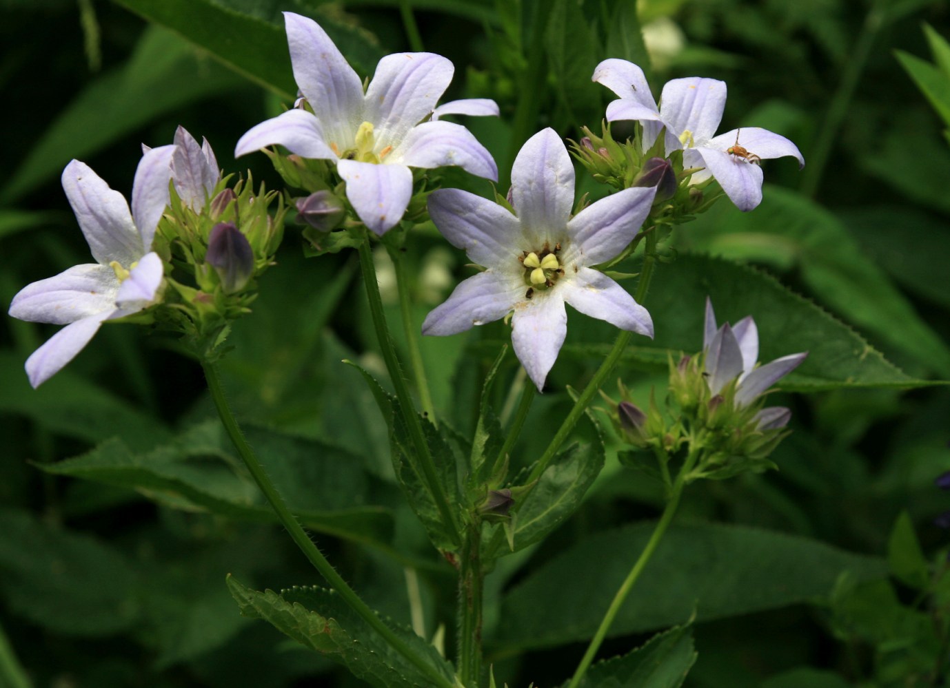 Изображение особи Gadellia lactiflora.