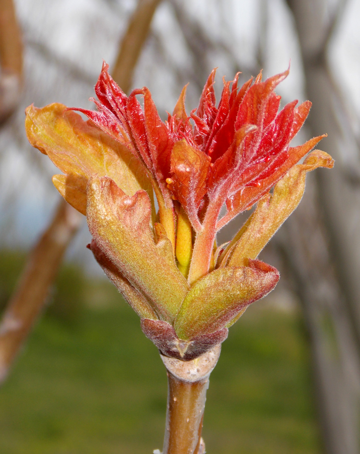 Изображение особи Ailanthus altissima.