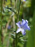 Polemonium caucasicum. Часть побега с боковым соцветием. Кыргызстан, Нарынская обл., левый берег р. Нарын, природный парк Салкын-Тор. 12.07.2015.