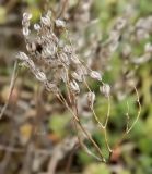 род Sedum. Верхушка прошлогоднего соплодия. Испания, Кастилия-Ла-Манча, г. Cuenca. Январь 2016 г.