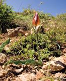 Tulipa annae. Отцветающее растение. Казахстан, Восточно-Казахстанская обл., долина р. Кальджир, 4-е ущелье, горное плато над рекой. 2 мая 2013 г.