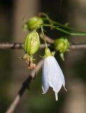 Adenophora liliifolia. Незрелый плод и цветок. Казахстан, Восточно-Казахстанская обл., Глубоковский р-н, окр. с. Кожохово, осиновый колок в глубоком овраге. 21.08.2015.