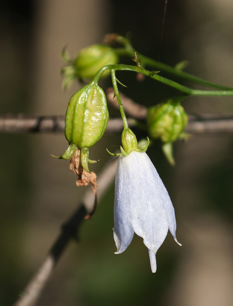 Изображение особи Adenophora liliifolia.