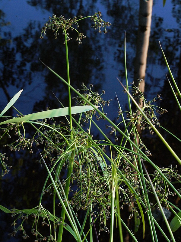 Изображение особи Scirpus sylvaticus.