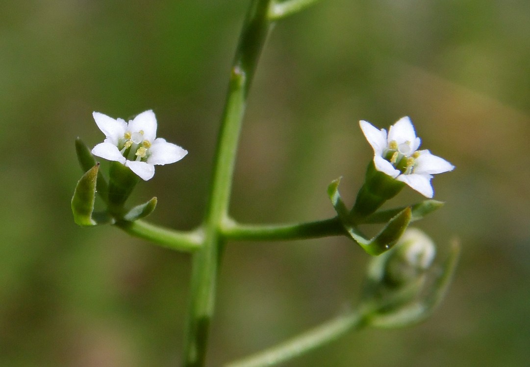 Изображение особи Thesium ramosum.