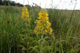 Lysimachia verticillaris