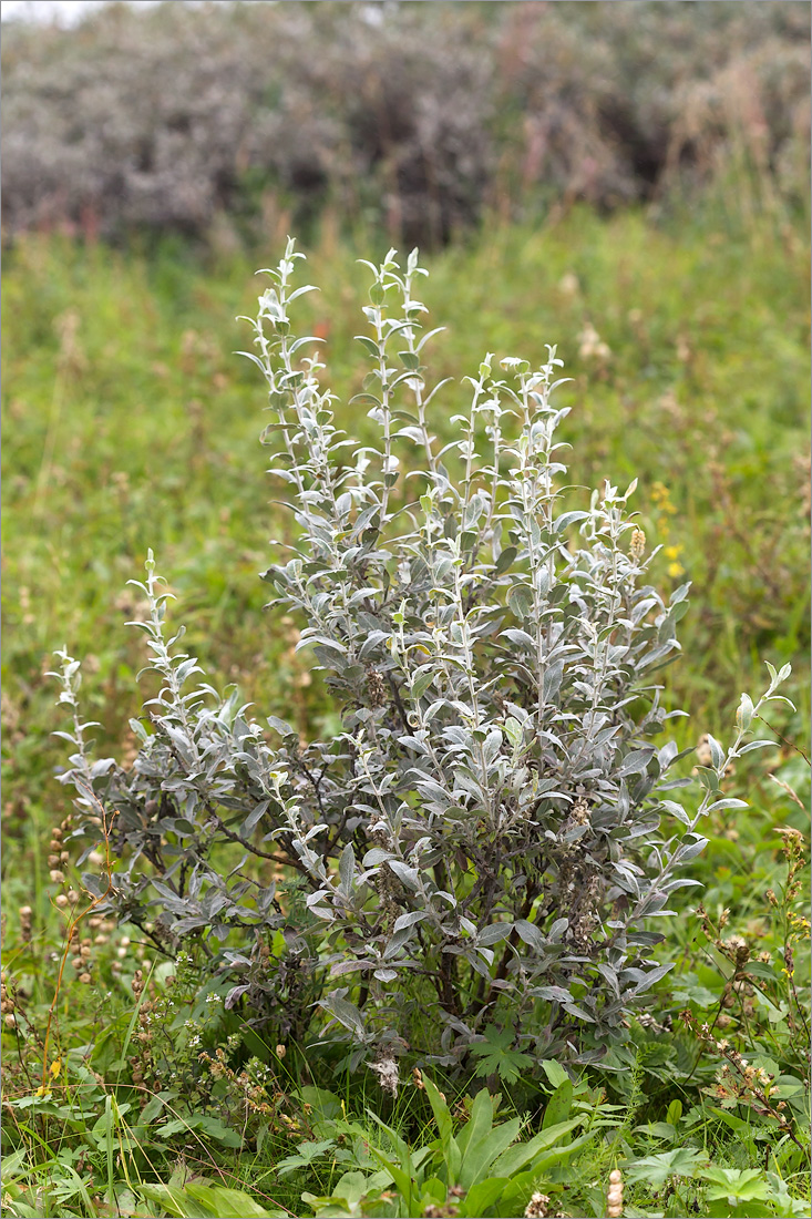 Изображение особи Salix glauca.