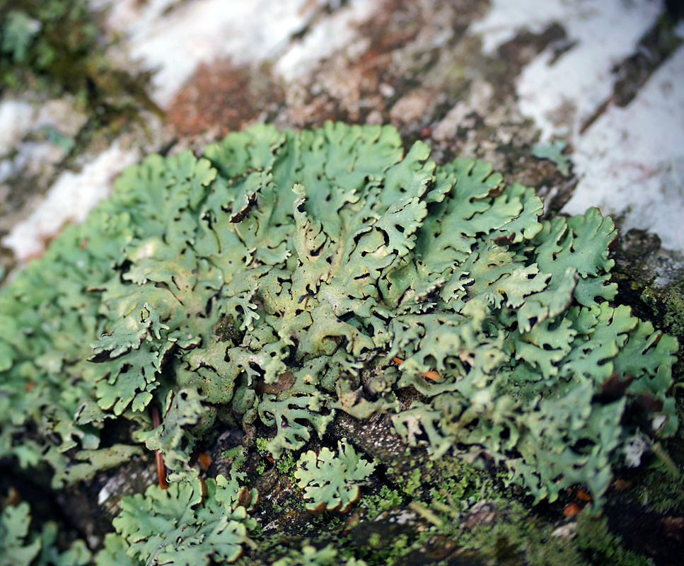 Изображение особи Hypogymnia physodes.