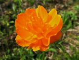 Trollius asiaticus. Цветок. Республика Тува, Монгун-Тайгинский кожуун, горный массив Монгун-Тайга, водораздел рукавов р. Дуруг-Су. 22.07.2016.