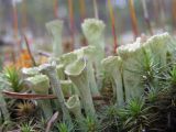 Cladonia fimbriata