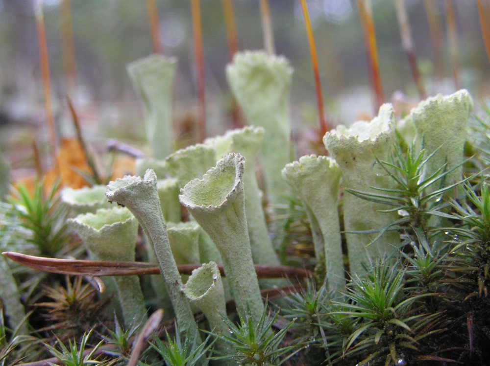 Изображение особи Cladonia fimbriata.