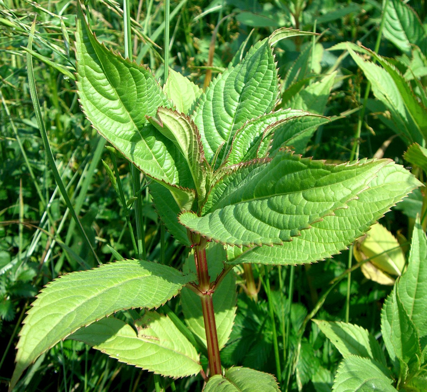 Изображение особи Impatiens glandulifera.