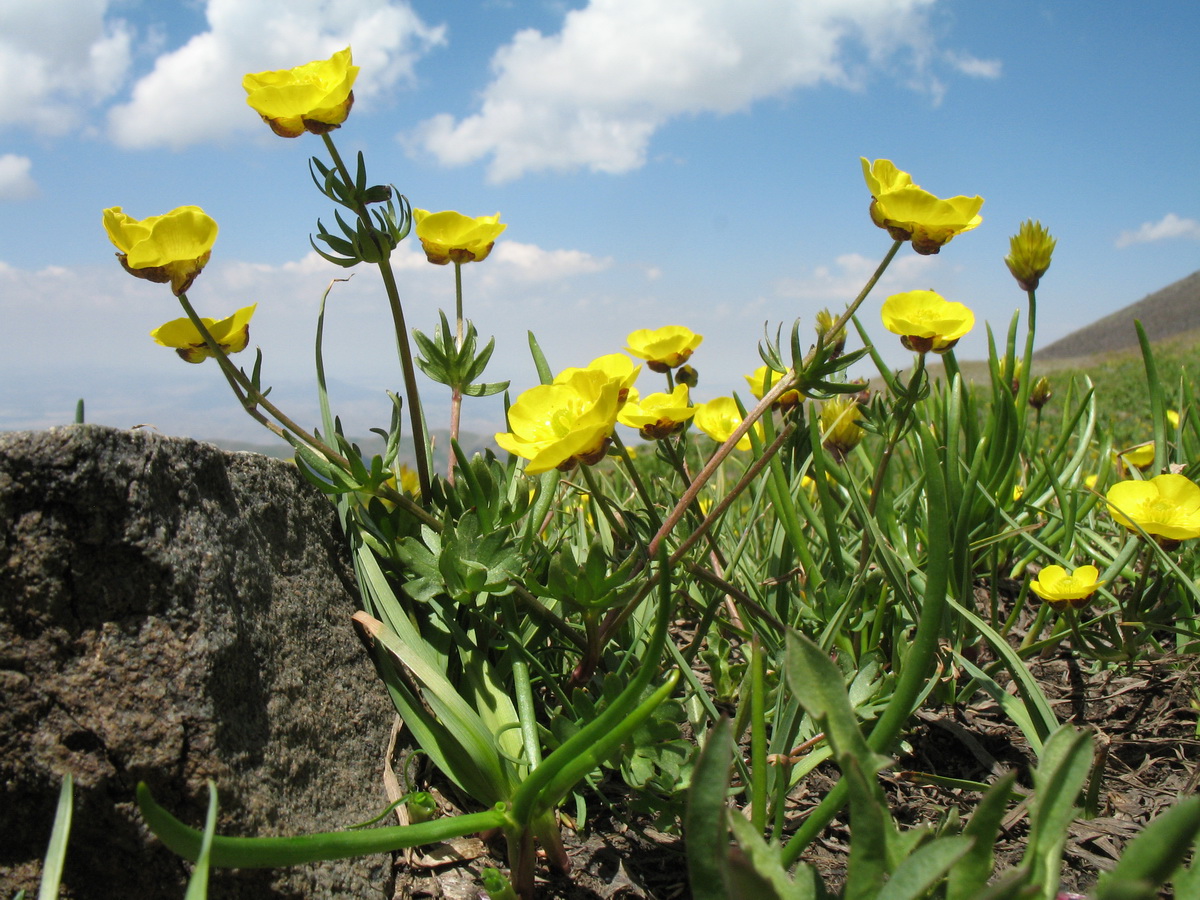 Изображение особи Ranunculus rubrocalyx.