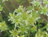 Saxifraga moschata