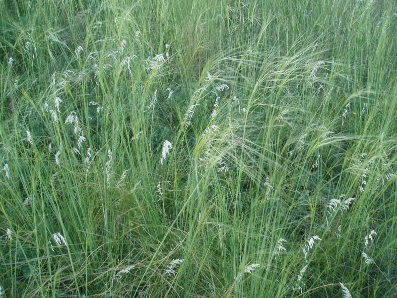 Изображение особи Stipa capillata.