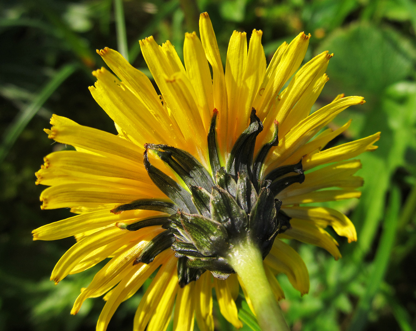 Image of Taraxacum ceratophorum specimen.