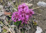 Pedicularis verticillata