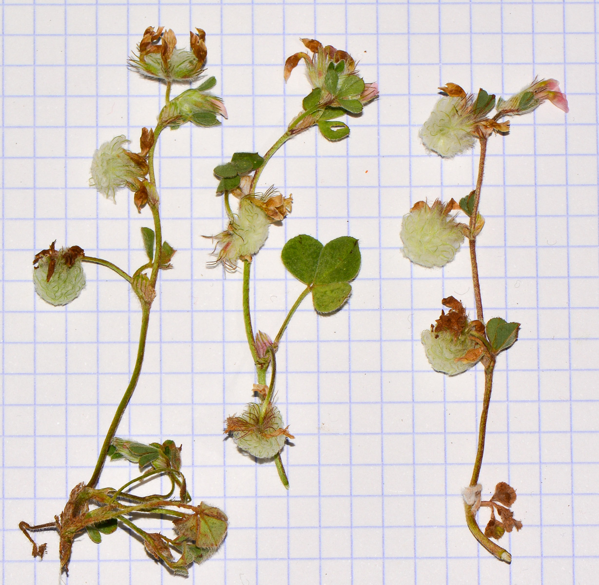 Изображение особи Trifolium eriosphaerum.