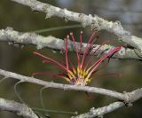 Hakea orthorrhyncha