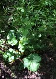 Geum macrophyllum. Цветущее и плодоносящее растение. Московская обл., Солнечногорский р-н, у тропы к Щепкину болоту через заболоченный лес. 17.06.2018.