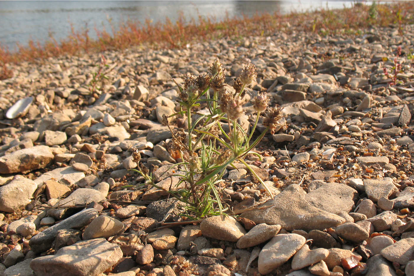 Image of Plantago arenaria specimen.