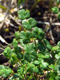 Thalictrum alpinum