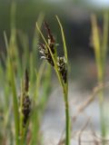 Carex rariflora