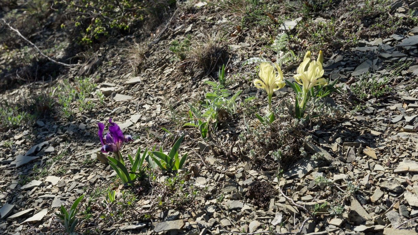 Image of Iris pumila specimen.