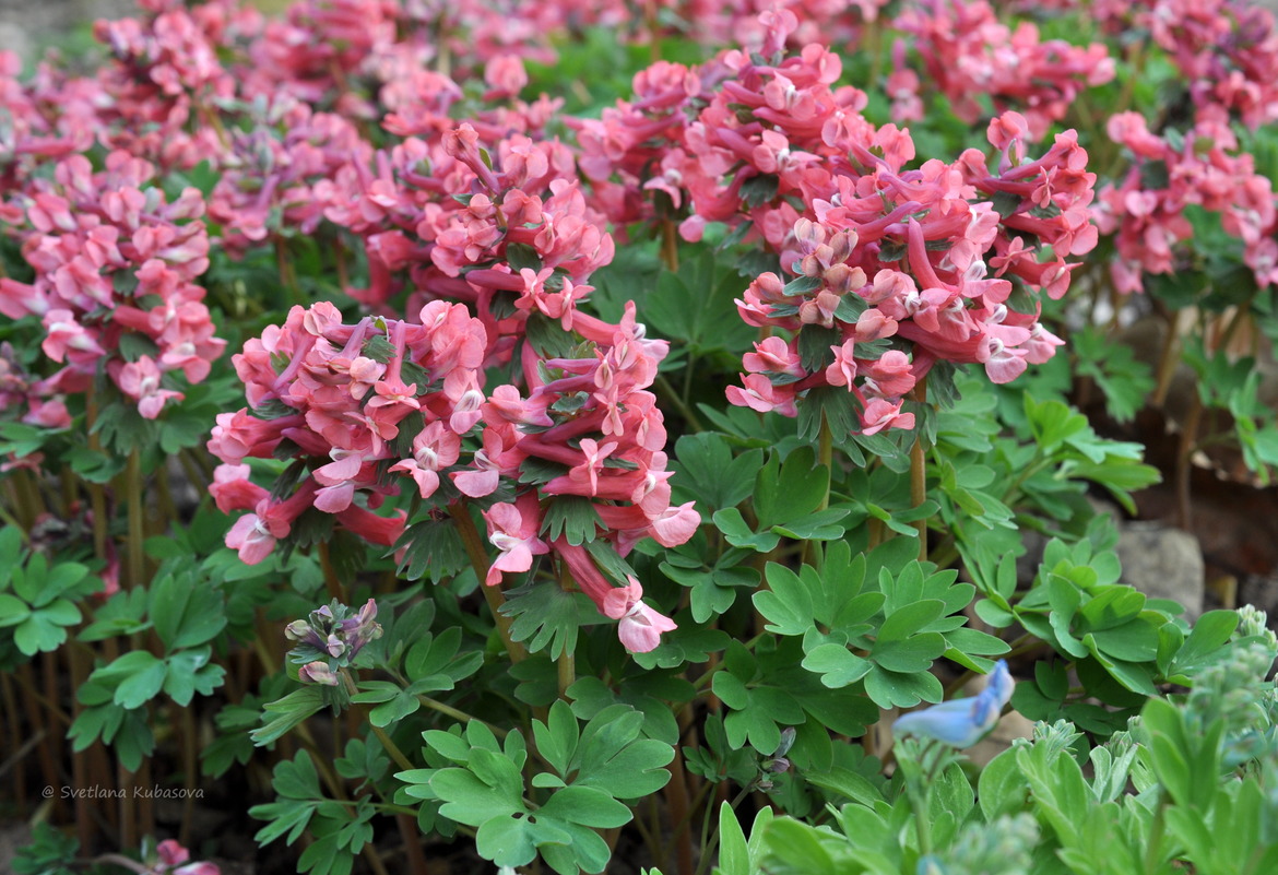 Изображение особи Corydalis solida.