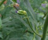 Aconitum napellus