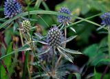 Eryngium planum