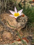 Tulipa patens