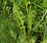 Taraxacum officinale