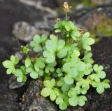 Saxifraga rivularis. Плодоносящее растение. Мурманская обл., Восточный Мурман, окр. пoc. Дальние Зеленцы, в расщелине скалы между бухтами Дальнезеленецкой и Плохими Чеврами. 04.08.2010.