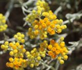 Helichrysum arenarium. Соцветие. Волгоградская обл., Камышинский р-н, Лебяженское сельское поселение, окр. горы Уши, песчаный овраг. 31.05.2019.