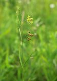 Pycnostelma paniculatum