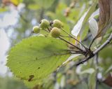 Sorbus subfusca. Верхушка плодоносящей веточки (видна абаксиальная поверхность листа). Москва, ГБС РАН, дендрарий. 30.08.2021.