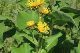 Inula helenium