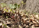 Asarum sieboldii