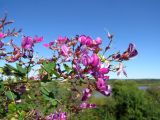 Lespedeza bicolor