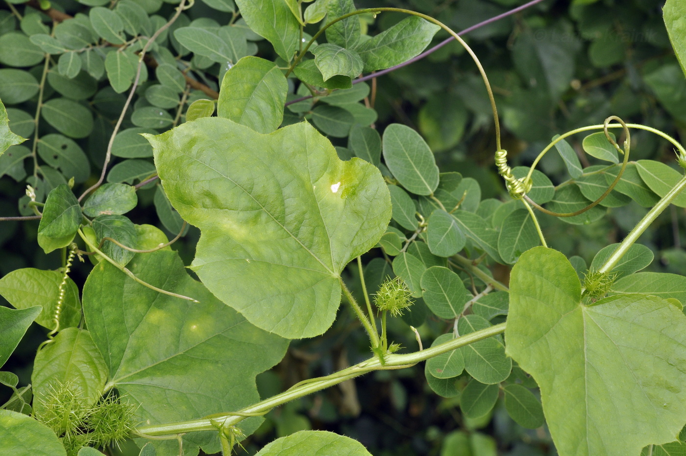 Изображение особи Passiflora foetida.