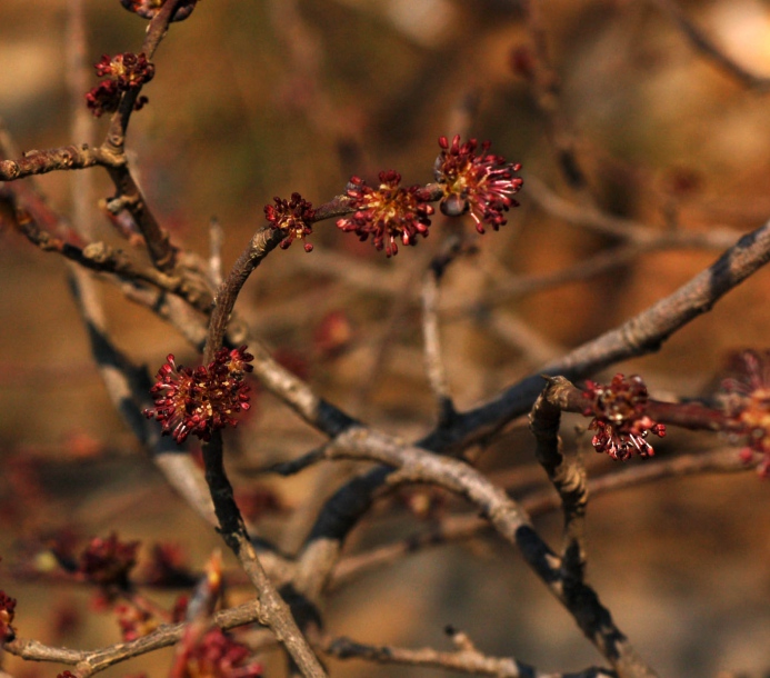 Image of Ulmus japonica specimen.