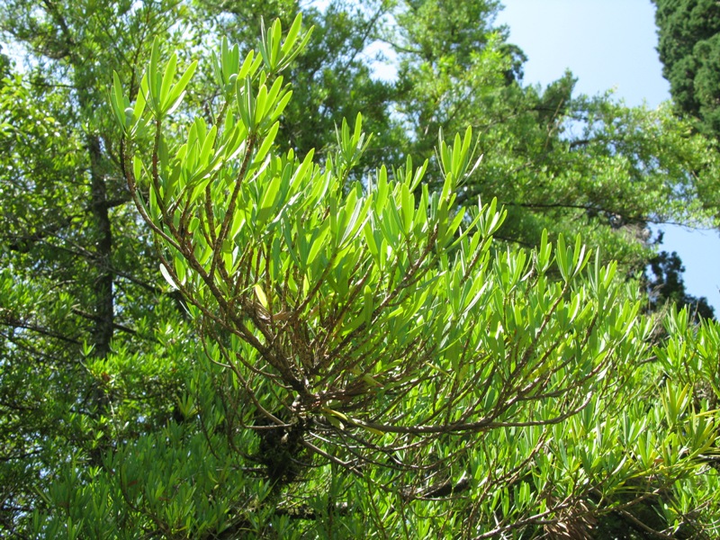 Изображение особи Podocarpus macrophyllus.