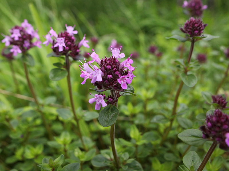 Изображение особи Thymus pseudopulegioides.