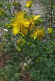 Hypericum perforatum. Верхушка цветущего растения. Крым, Ялта, Грузпорт. 29 мая 2012 г.