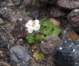 Saxifraga sibirica. Цветущее растение. Кабардино-Балкария, верховья р. Малка, урочище Джилы-Су, 2400 м н.у.м. 23.07.2012.